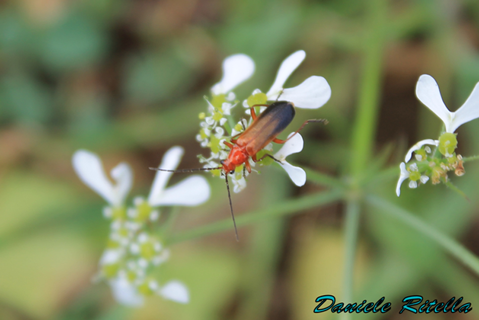 E questo chi ? Rhagonycha fulva